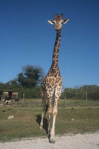 giraffe - giraffe is walking on the greece .