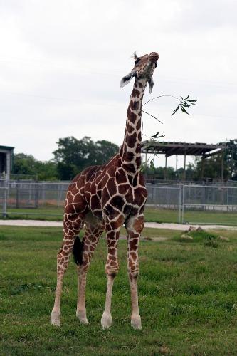 giraffe-i2t - giraffe is eating !!