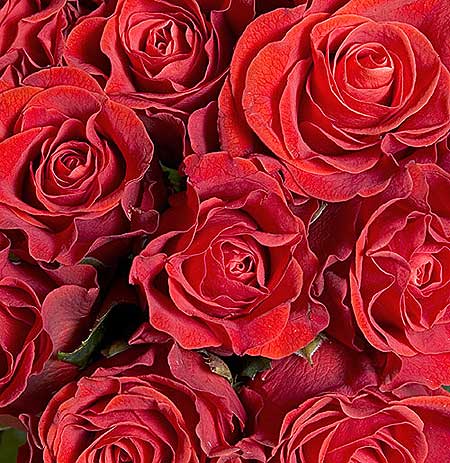 roses - roses the flowers of passion
