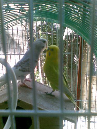 lovebirds - our lovebirds at home, 'Enday' and 'Dudung' how sweet!!!