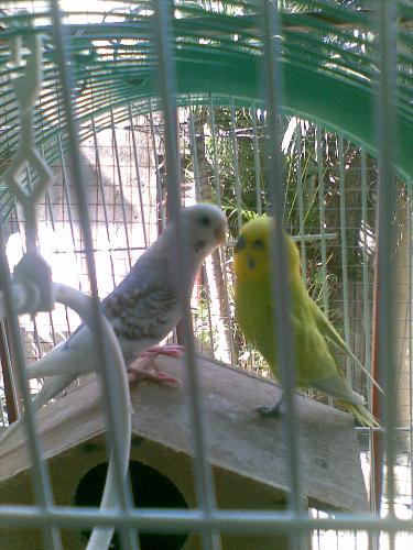 lovebirds - our lovebirds