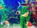 fishtank - im wanting to have a fishtank at home again