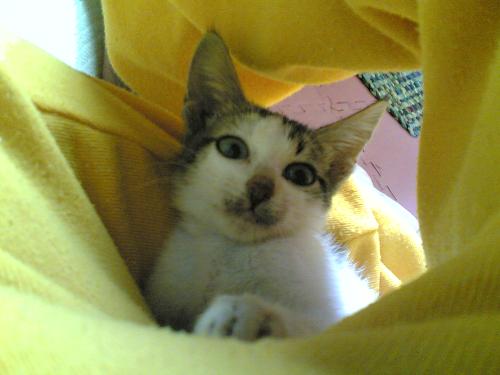 dirty nose - This is Haningning. I thank her so much for keeping me company and providing an ice breaker as I study. I miss you Haningning. She left me.