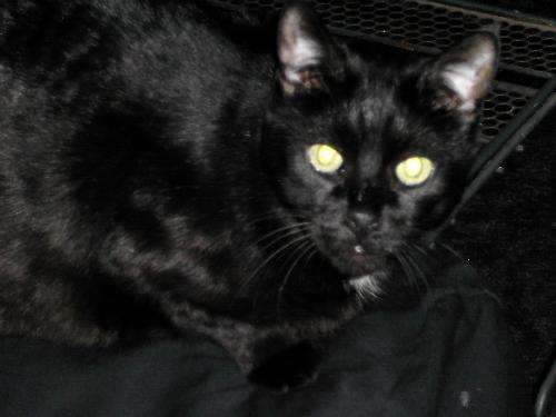those eyes - I miss my sky. She was soo sweet.