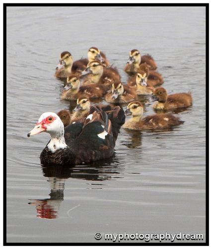 a shot i took of the ducks! - quack wuack