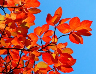 Fruit tree - A colorful fruit tree.