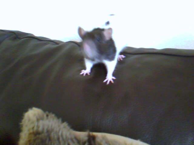 zoe the rat - this is my pet rat zoe,she is always hugry!really greedy and very active:)