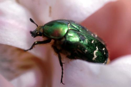 insect-0eqh - green insect , a big one.
