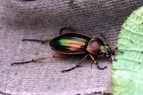 bug with green ! - bug is runnig to a green piece !