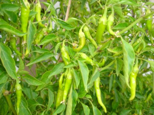 Chili Harvest - Green chili plant in our garden. A nice harvest almost daily.