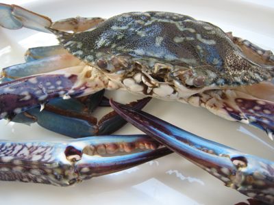blue crabs - This is the blue crab that I'm talking about. It's so famous in the philippines. It is being exported in other countries.