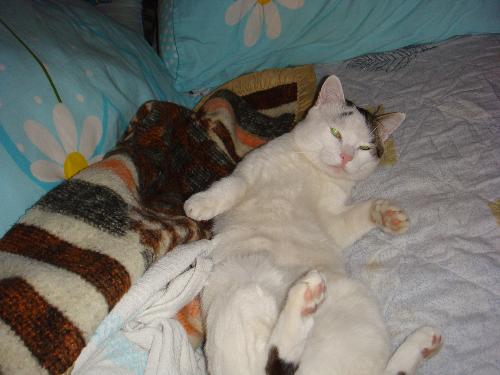 My Cat - My beautiful white and wild cat