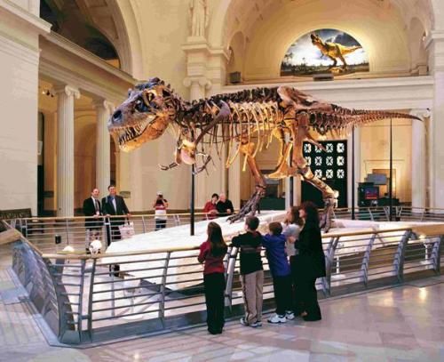 museum - Ancient history of dinosaurs