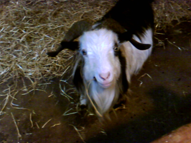 goat - this is a goat we took a pic of when we where away in devon,united kingdom,they where very friendly,you could pat them:)