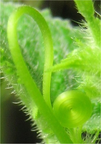 Unfurled tendril from a plant--can you guess which - Now I have made it easy for everyone!