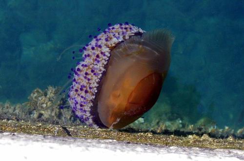 jelly-fish-8ieq - look at this strange fish which swims very good .