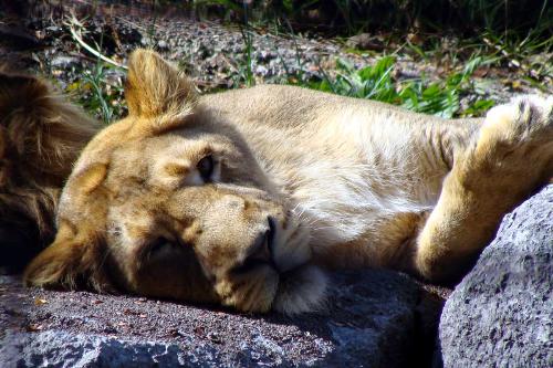 lion-3yu1 - A little lion !!