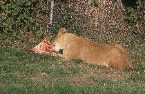 A lion is a lion ! - lion which is eating leat !!