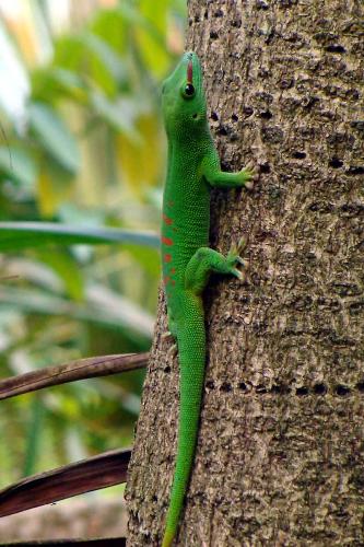 lizard-8z3 - a green small lizard on a tree .