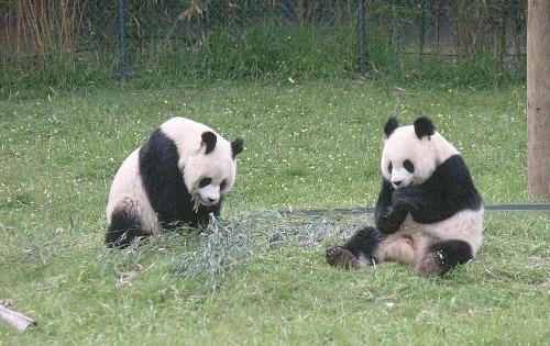 pandas - pandas meeting!!