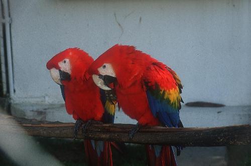 parrot - parrot red parrot !!