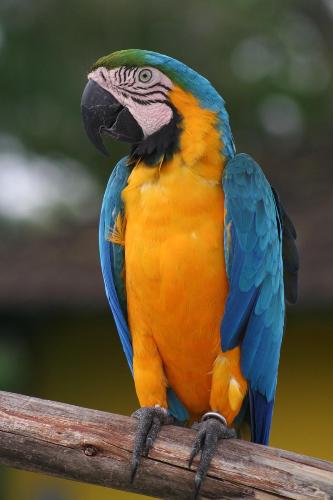 parrot orange and bleu - bleu and orange are mixed to give this creatur half orange and half bleu.