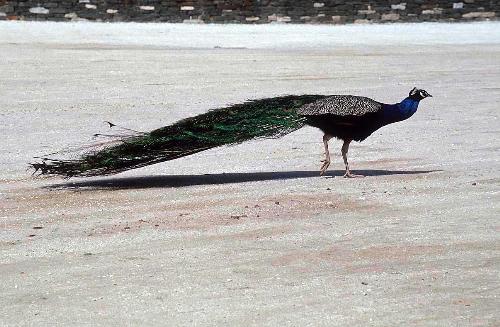 peacock_animals_photos - so great , so cool!!
