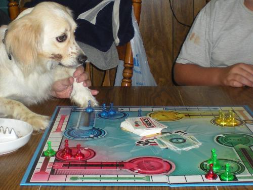 My dog enjoying a board game - My dog Piper enjoying a game of sorry with the family.