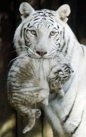 mommy& cub! - A white motherly tiger holding her adorable lil cub ^w^ so cuute!