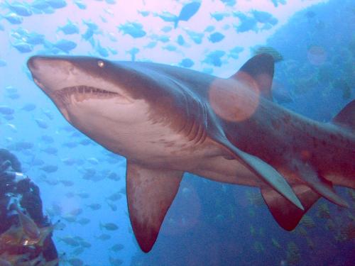 Shark Fish - Dangerous Fish of sea Shark Fish - Dangerous Fish of sea