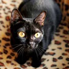 A Bombay cat, but not Obama. - Trademark Traits:   * Panther-like appearance  * Very social  * Active and playful  * Closely related to Burmese  * Nicknamed the 'Parlor Panther'
