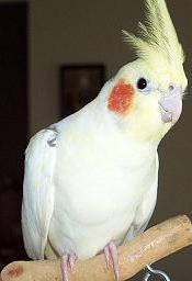 Cockatiel - Cockatiel Bird