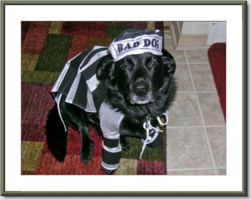 Bad Dog - All dressed up for Hallowe'en. Bad Dog - All dressed up for Hallowe'en.