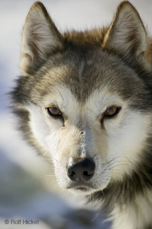 dog - husky dogs