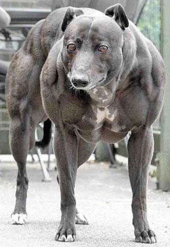 The worlds strongest dog - This dog has been named the strongest dog in the world. she suffers a disease where her muscles grow twice as fast and large.