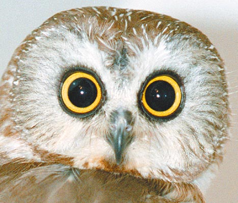 owl - night owl?? owl - night owl??