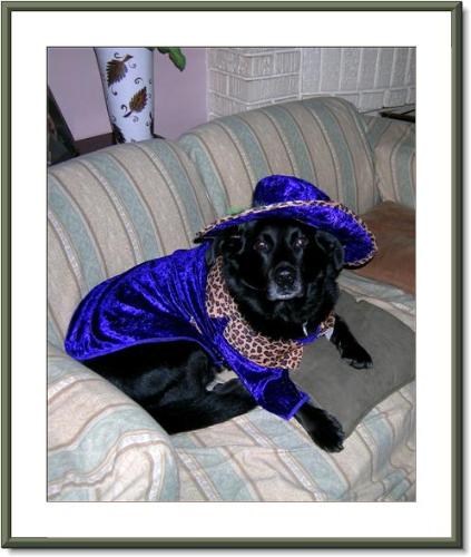 Pimp Dog - Buddy the pimp dog.