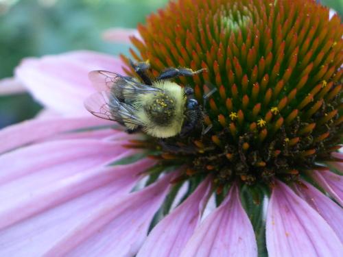 Bumble Bee - Macro shot - Carrying my camera with me at all times, I got this great shot of a bumblebee on a flower, collecting some polen.