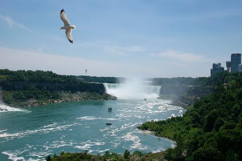 Niagara Falls - a seagull over Niagara Falls-the horsehoe falls, and a bit of the american side of the falls.