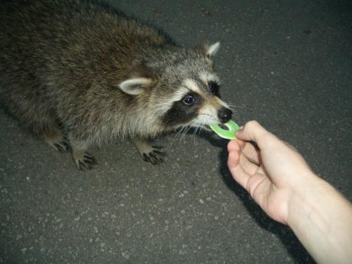 Feeding a hungry Rakoon - this shot was taken in Edward's Gardens in Toroto, where people are usually scared of Rakoons, but I was feeding them. Very cute furry animals!