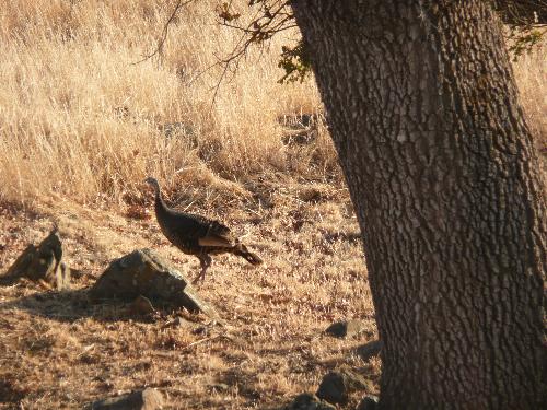 Wild Turkey - This is one of two wild turkeys that came on to our property yesterday looking for something to eat. They were grazing around our oak tree and then they flew away.