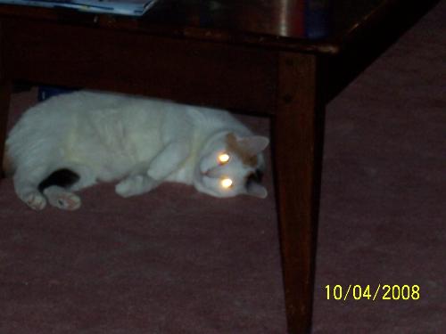 cat - cat outer space eyes
