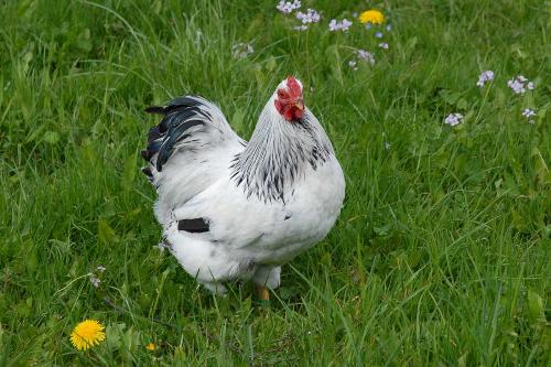 rooster-j7t5 - An other chicking , but this time a white one !!