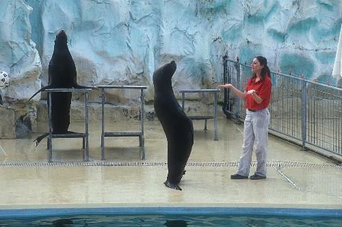sea_lion - A black lion from the sea !!