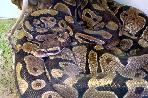 snake-3n8r - a big snake dangerous !!