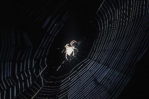 spider_net - spider is putting his home as a the internet !