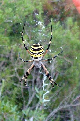spider-e34s - An other spider take a look !!