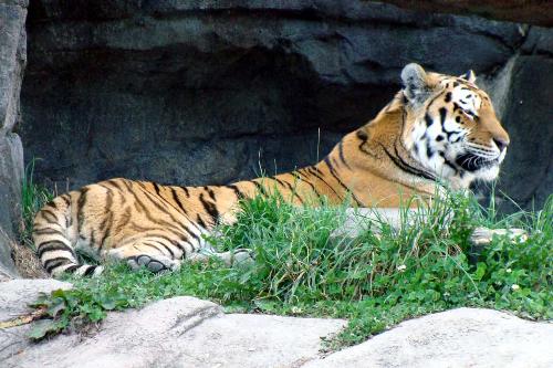 tiger-5yo1 - a calm tiger which is seeing something !!