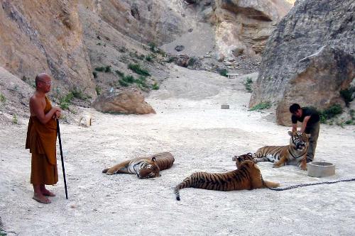 tigers-8m6e - Tigers in taywan !