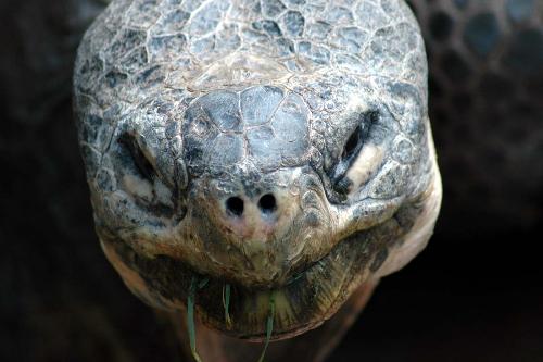 turtle-b3a - Wow is it going to eat me ?! ... No it will just eat the camera !
